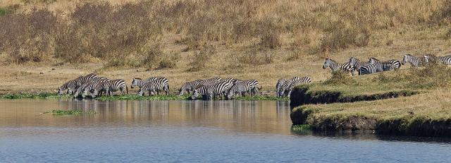 127 Tanzania, Ngorongoro Krater, zebra's.jpg